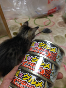 ティガ猫缶
